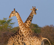 59 - Girafes